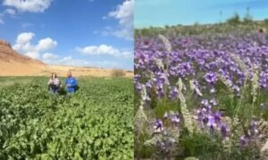 Deserto da Judeia: Um Renascimento Natural que Remete às Profecias Bíblicas