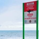 Ataques de Tubarão em Recife: Uma Alerta Urgente para a População